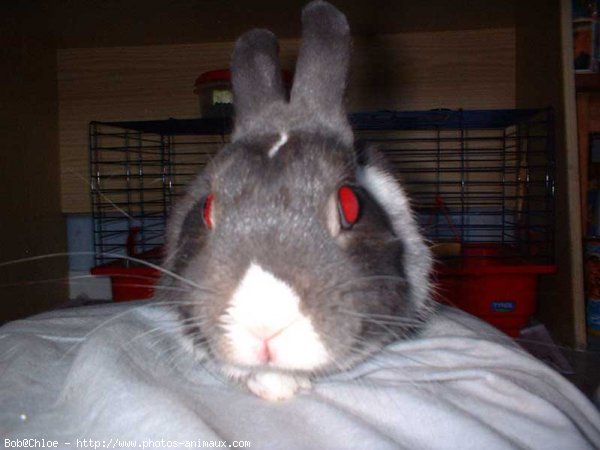 Photo de Lapin