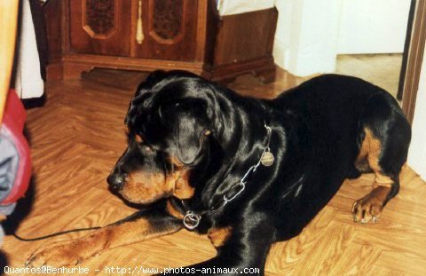 Photo de Rottweiler