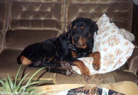 Photo de Rottweiler