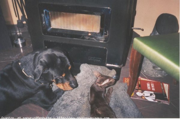 Photo de Rottweiler