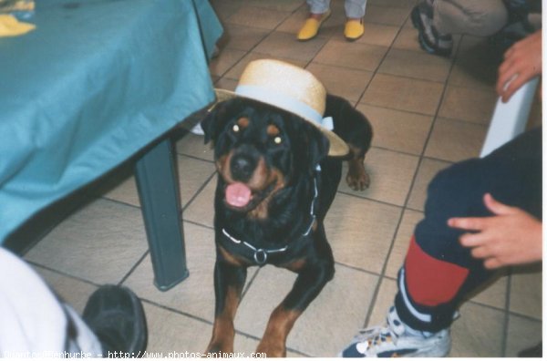 Photo de Rottweiler