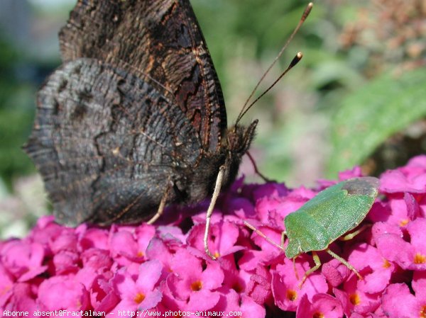 Photo de Papillon