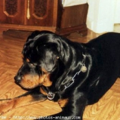 Photo de Rottweiler