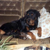 Photo de Rottweiler