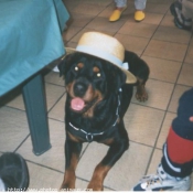 Photo de Rottweiler