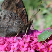 Photo de Papillon