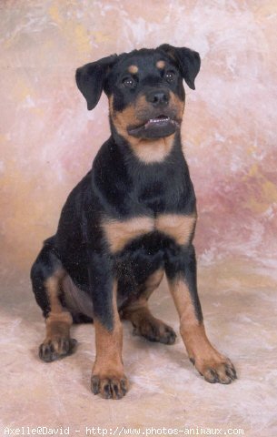 Photo de Rottweiler