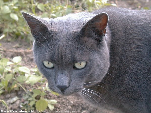 Photo de Chat domestique