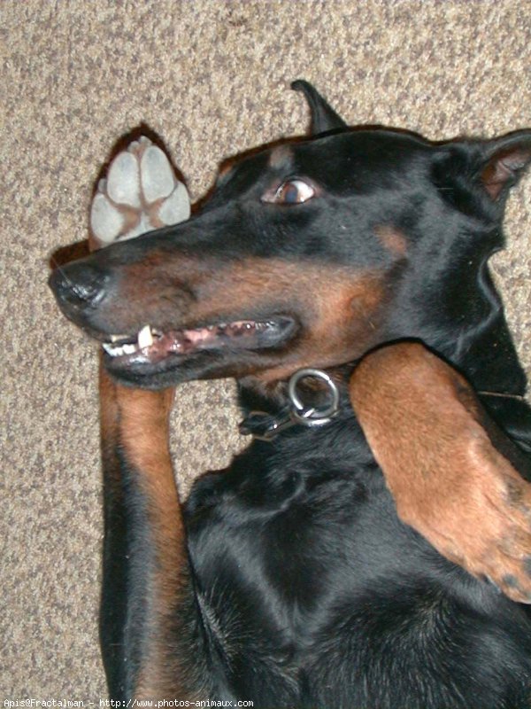 Photo de Dobermann