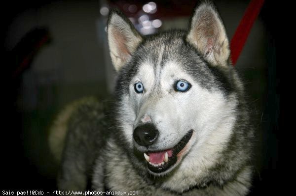 Photo de Husky siberien