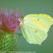 Photo de Papillon