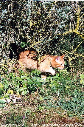 Photo de Chat domestique