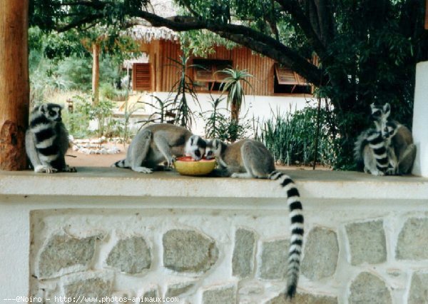 Photo de Lmurien - maki catta