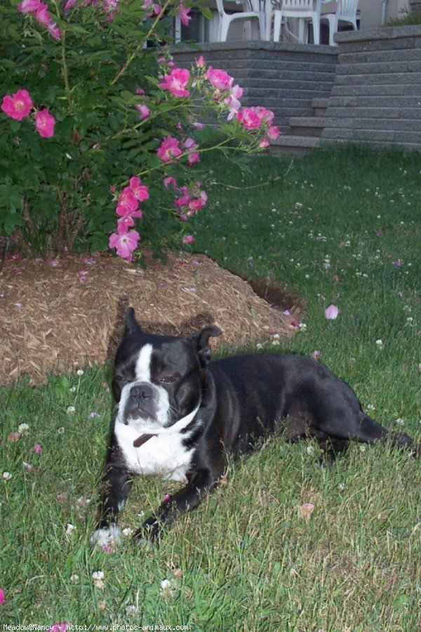 Photo de Boston terrier