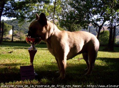 Photo de Bouledogue franais