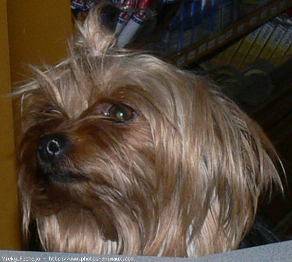 Photo de Yorkshire terrier