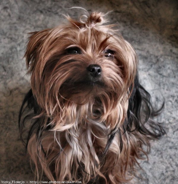 Photo de Yorkshire terrier