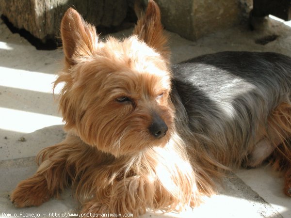 Photo de Yorkshire terrier