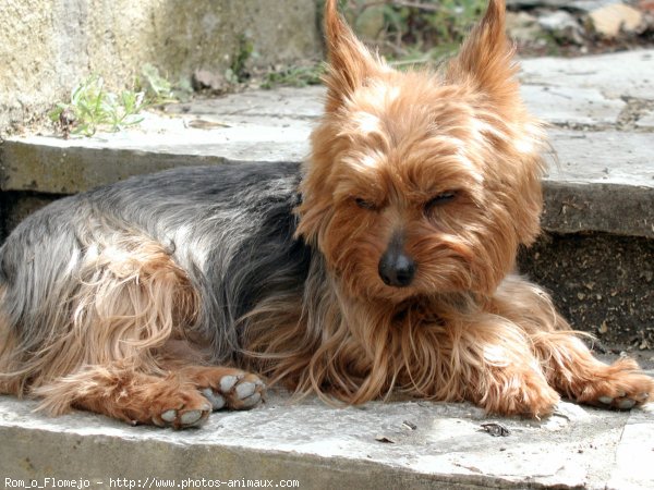 Photo de Yorkshire terrier