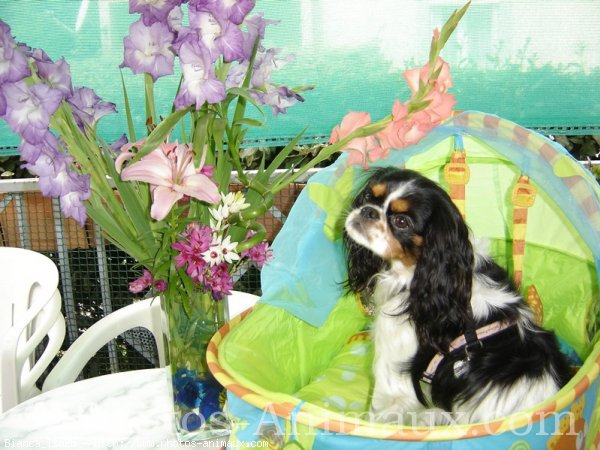 Photo de Cavalier king charles spaniel