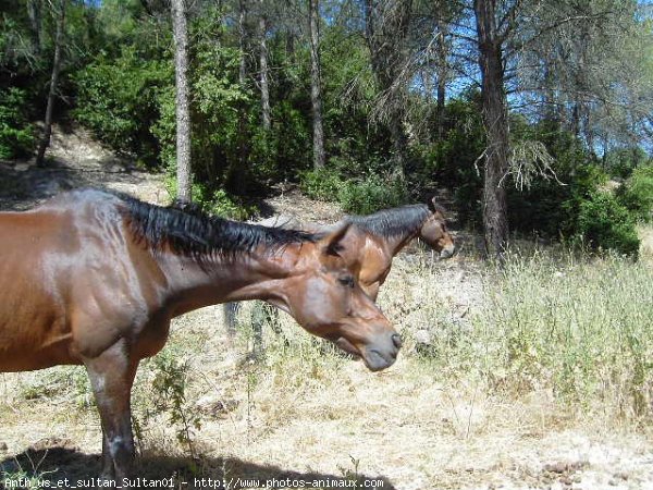 Photo de Races diffrentes