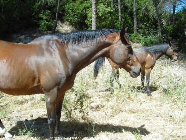 Photo de Races diffrentes