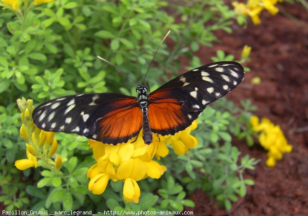 Photo de Papillon