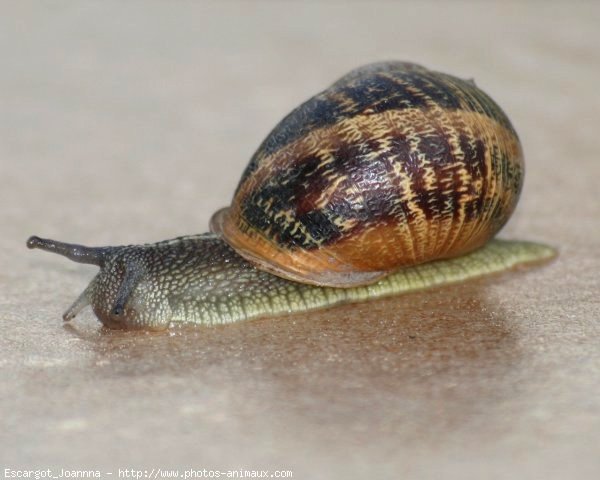 Photo d'Escargot