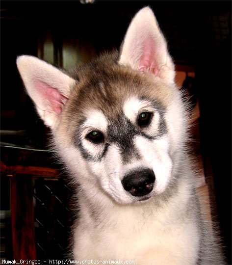 Photo de Husky siberien