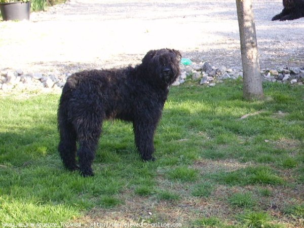 Photo de Bouvier des flandres