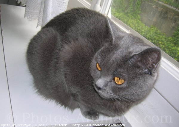 Photo de Chartreux