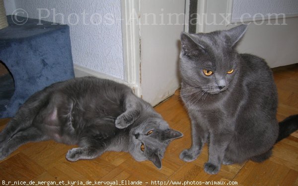 Photo de Chartreux