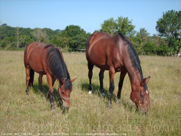 Photo de Races diffrentes