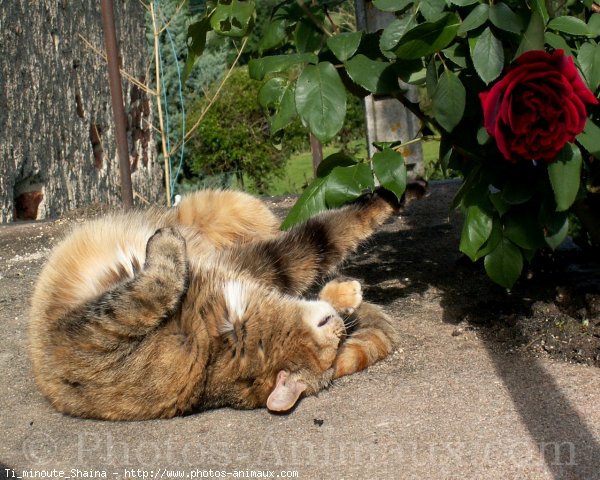 Photo de Chat domestique