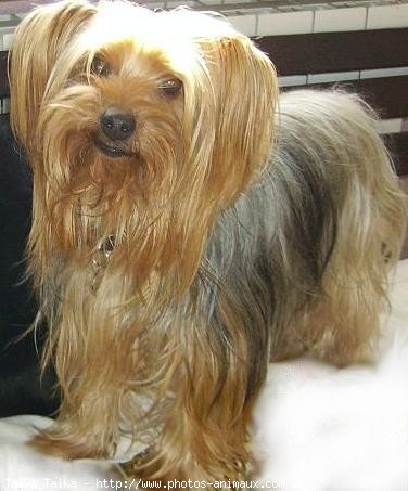 Photo de Yorkshire terrier