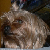 Photo de Yorkshire terrier