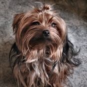 Photo de Yorkshire terrier