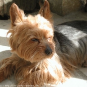 Photo de Yorkshire terrier