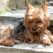 Photo de Yorkshire terrier