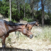 Photo de Races diffrentes