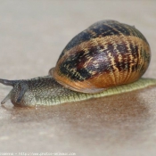 Photo d'Escargot