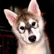 Photo de Husky siberien