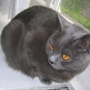 Photo de Chartreux