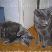 Photo de Chartreux