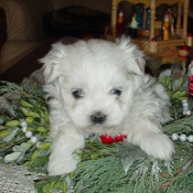 Photo de Bichon maltais