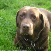 Photo de Labrador retriever