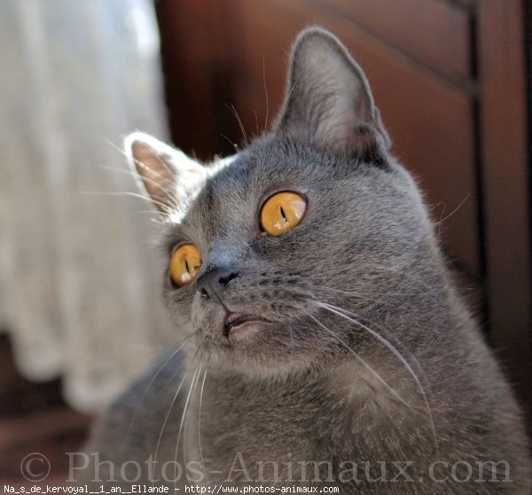 Photo de Chartreux