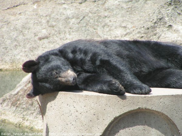 Photo d'Ours