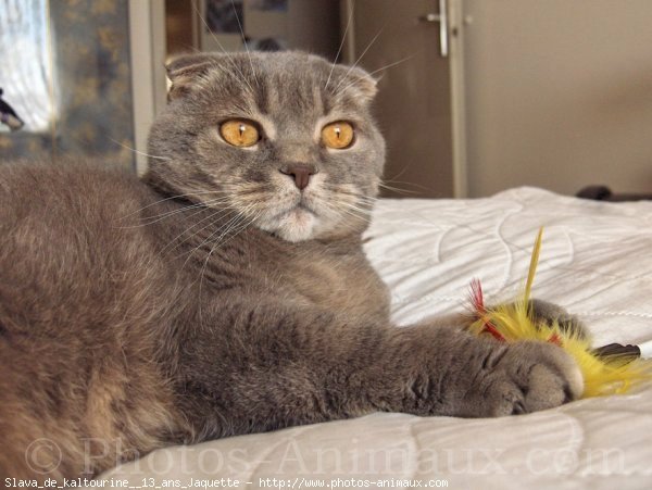 Photo de Scottish fold