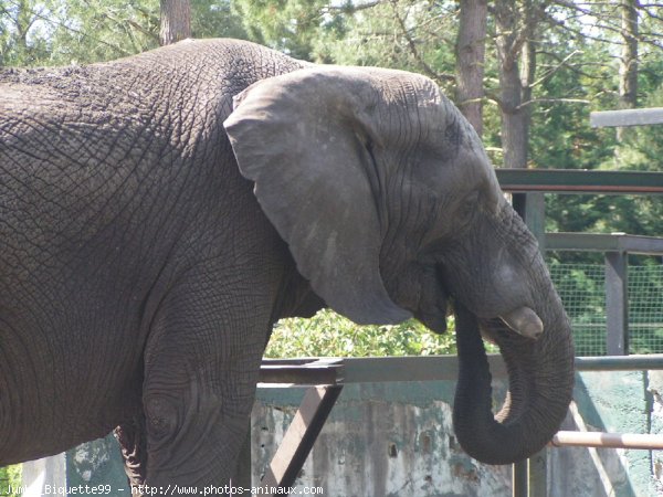 Photo d'Elphant d'afrique